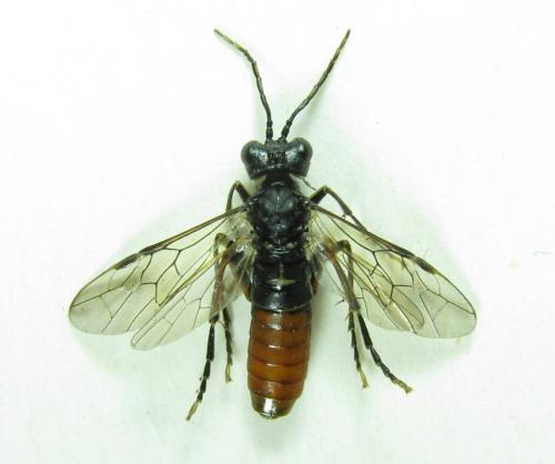 Tenthredo velox