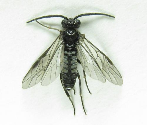 Empria pumila