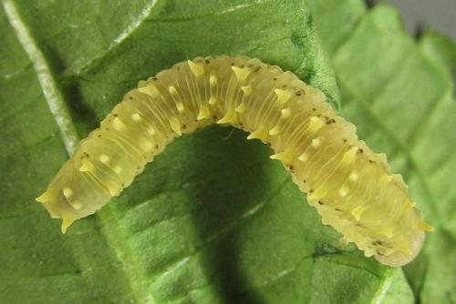 Siobla sturmii