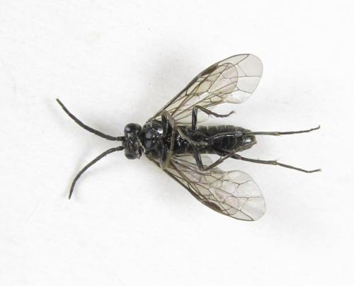 Empria pumiloides