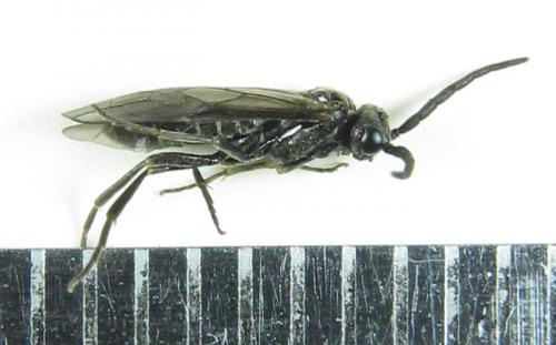 Réf. 225 564 : Empria pumila