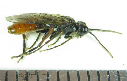 Réf. 225 717 : Tenthredo velox