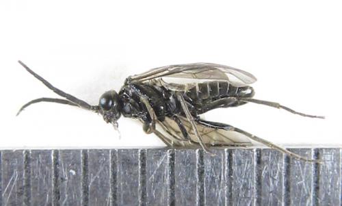 Réf. 225 577 : Empria pumiloides