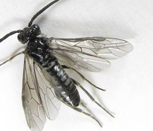 Empria pumila