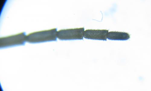 Tenthredo velox
