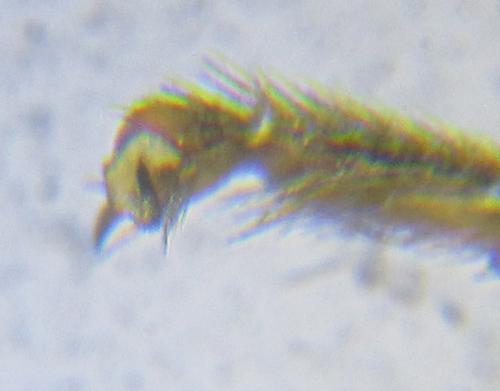 Empria pumiloides