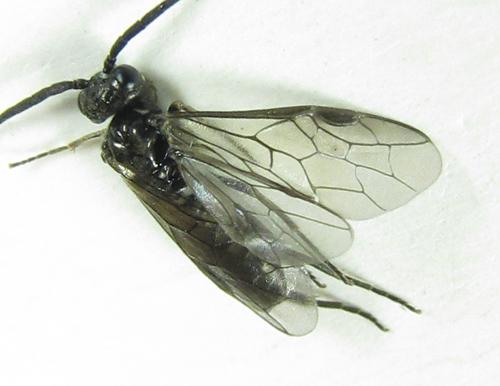 Empria pumila