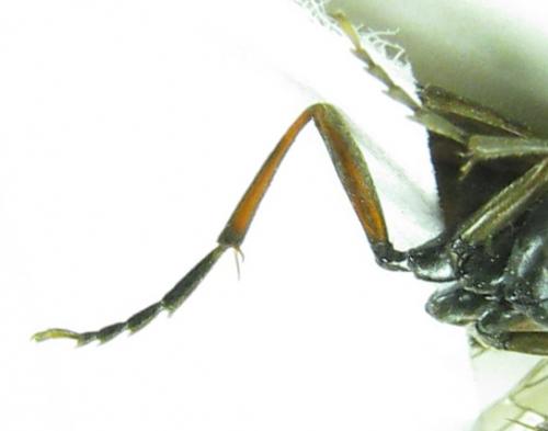 Tenthredo velox
