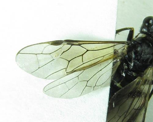 Réf. 225 720 : Tenthredo velox