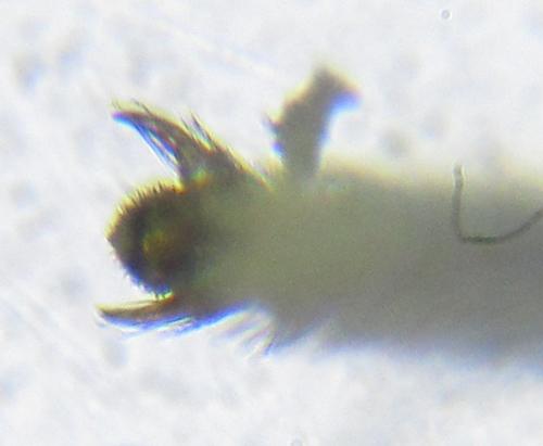 Empria pumila