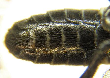 Réf. 225 581 : Empria pumiloides