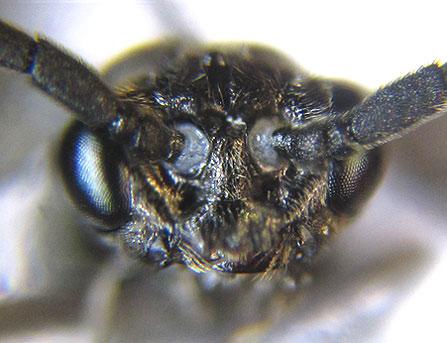 Réf. 225 569 : Empria pumila