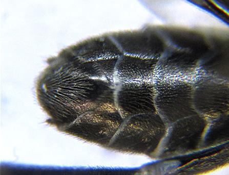 Réf. 225 570 : Empria pumila