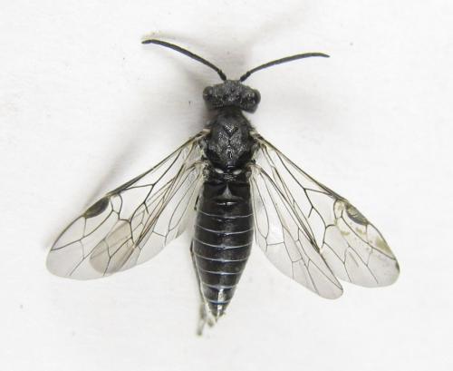 Réf. 225 443 : Oncodolerus eversmanni