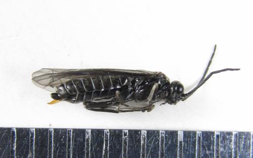 Empria longicornis