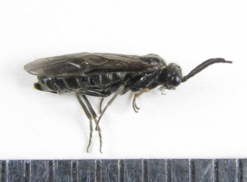 Réf. 225 543 : Empria pumila