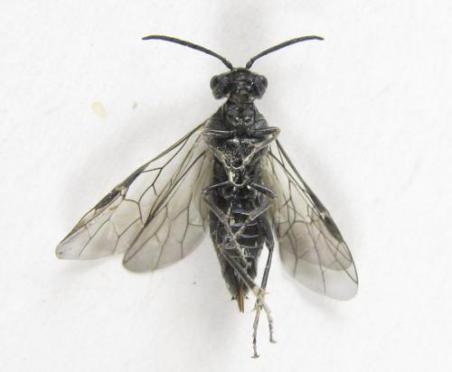 Réf. 225 444 : Oncodolerus eversmanni