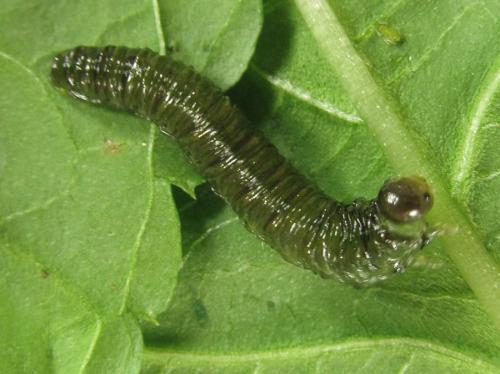 Réf. 225 960 : Siobla sturmii