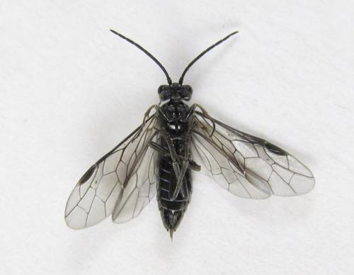 Réf. 225 473 : Empria longicornis