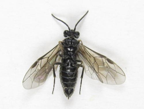 Réf. 225 544 : Empria pumila