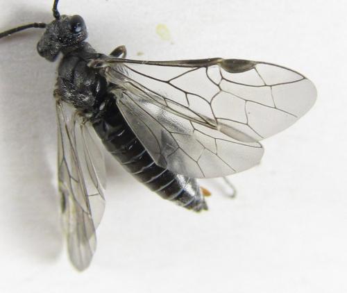 Oncodolerus eversmanni