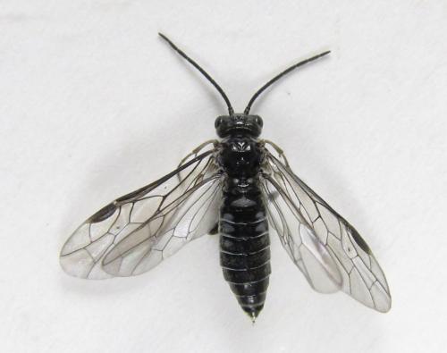 Empria longicornis