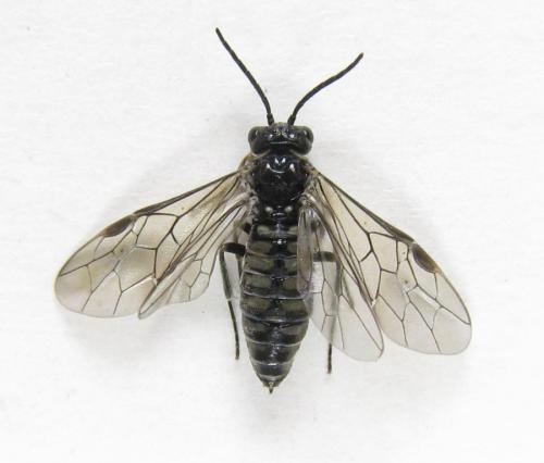Empria pumila