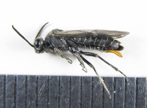 Oncodolerus eversmanni