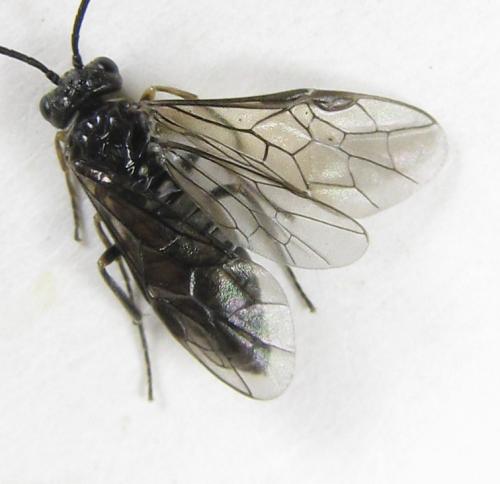 Empria pumila