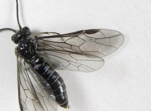 Empria longicornis
