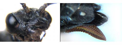 Oncodolerus eversmanni