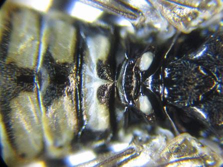 Réf. 225 547 : Empria pumila