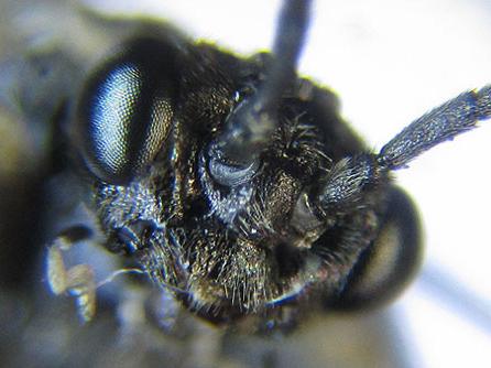 Empria pumila