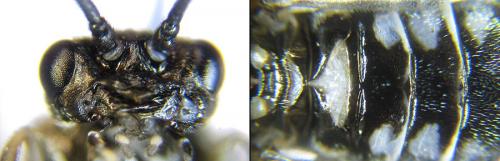 Empria longicornis