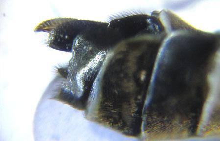Réf. 225 549 : Empria pumila