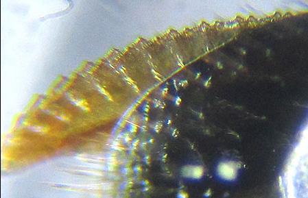 Réf. 225 550 : Empria pumila