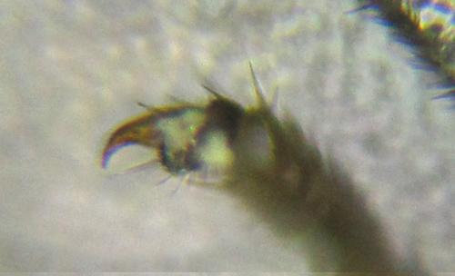 Empria pumila