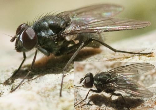 Réf. 225 615 : Limnophora sp.