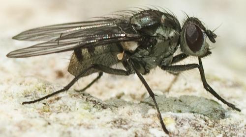 Réf. 225 616 : Limnophora sp.