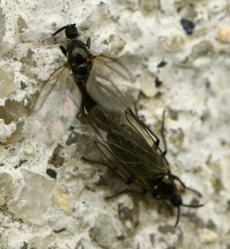 Réf. 225 684 : Scatopse notata