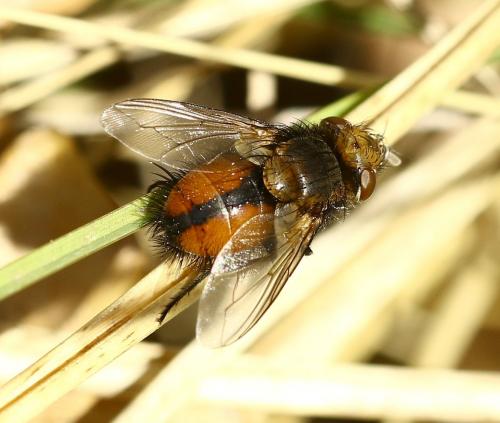 Gonia ornata
