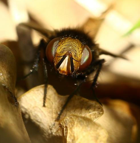 Gonia ornata