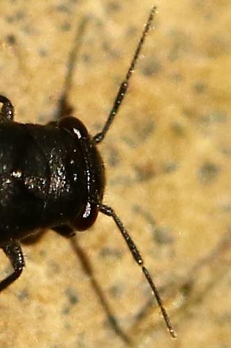 Pachytomella sp.
