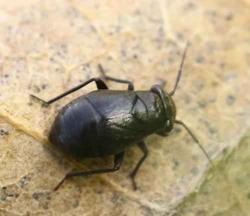 Pachytomella sp.