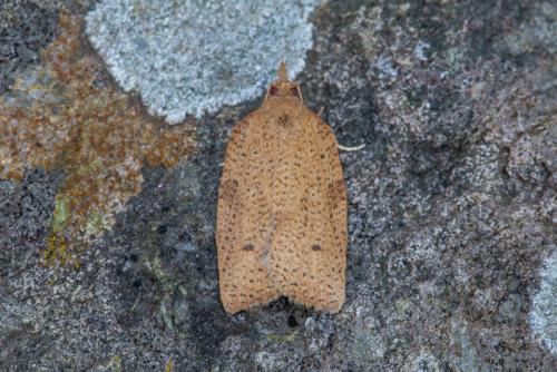 Choristoneura bracatana