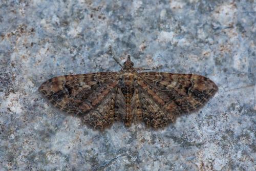 Gymnoscelis rufifasciata