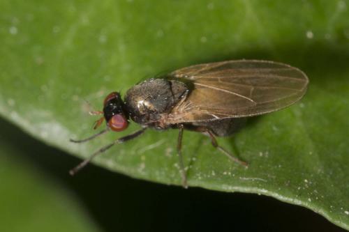 Calliopum sp.