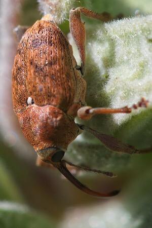 Réf. 225 900 : Curculio nucum