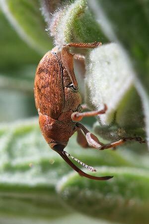 Réf. 225 901 : Curculio nucum