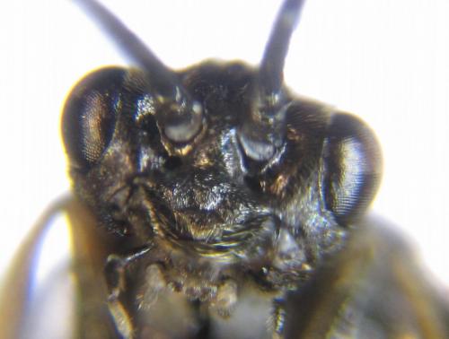 Réf. 225 477 : Empria longicornis